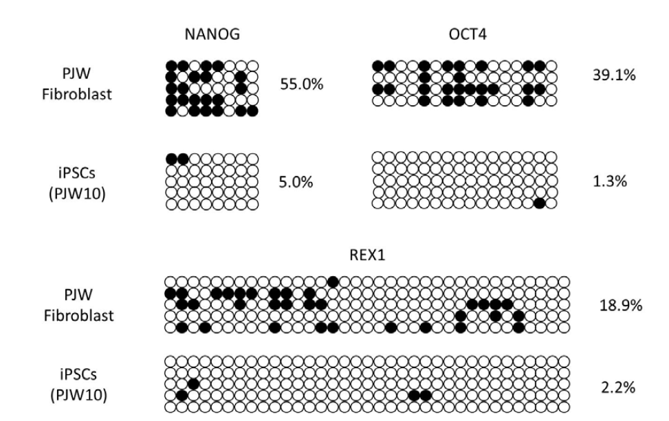 PJW 역분화줄기세포의 메틸화양상 분석