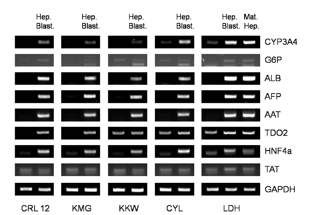 윌슨병 특이적 역분화줄기세포로부터의 분화과정에서 유전자 발현양상 -Hepatoblast & Mature hepatocyte 단계