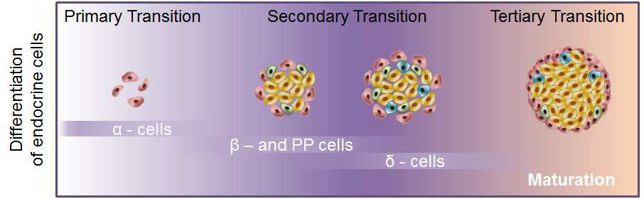 내분비 분비 세포의 단계적인 분화 과정