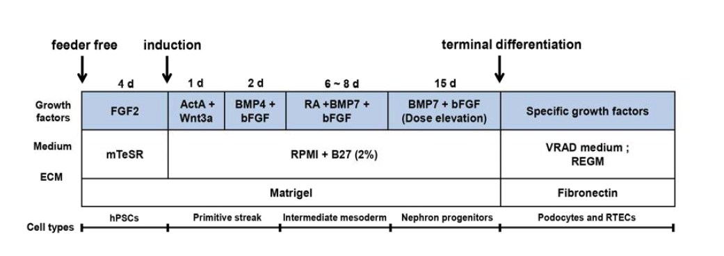 인간 전능성 줄기세포로부터 신장전구세포로의 단계적 분화 방법에 대한 모식도