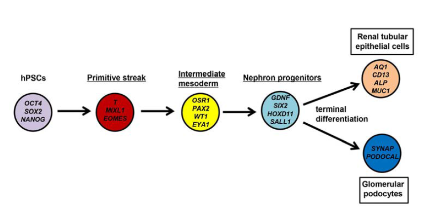 인간 전능성 줄기세포로부터 신장전구세포로의 분화 단계에 따른 해당 주요 유전자에 대한 모식도