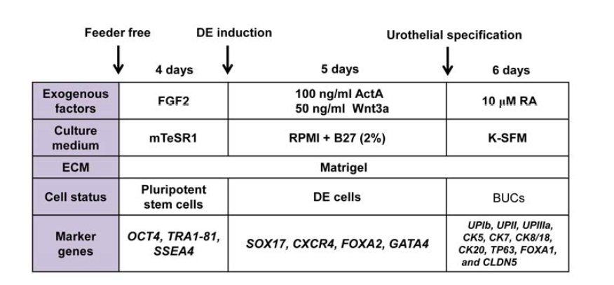 인간 전능성 줄기세포로부터 방광요로상피세포로의 단계적 분화 방법에 대한 모식도