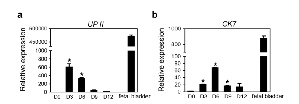 인간 배아 줄기세포 유래의 방광요로상피 세포에서 특이마커인 UPII 및 CKII 유전자의 발현 결과