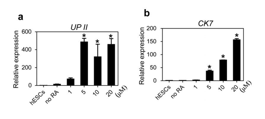 인간 배아 줄기세포 유래의 방광요로상피 세포에서 retinoic acids 처리 농도에 따른 마커 유전자 발현 결과