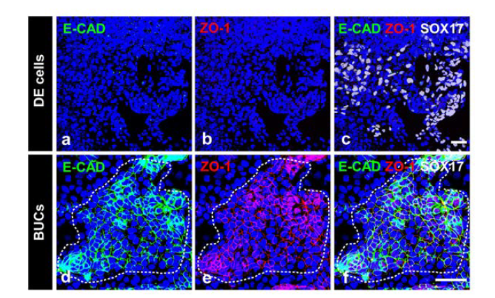 인간 역분화 줄기세포 유래의 방광요로상피에서 tight junction molecules 발현에 대한 면역형광염색 결과