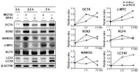 정상 배양 조건에서 bafilomycin A1과 MG132에 의한 오토파지와 Ubiquitin-Proteasome 경로의 억제가 줄기세포 특이적 단백질들의 분해에 미치는 영향