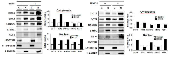 오토파지 및 Ubiquitin-Proteasome에 의한 줄기세포 특이적 단백질의 구분적 조절.