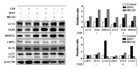 Cycloheximide 존재 하에서 오토파지 억제에 의한 줄기세포 특이적 단백질들의 증가