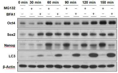 생쥐배아줄기세포에서 오토파지와 유비퀴틴-프로테아좀 경로의 억제.