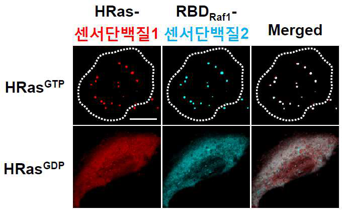 단백질 상호작용 분석 바이오센서를 통한 HRas-Raf1간의 특이적인 상호작용 관찰