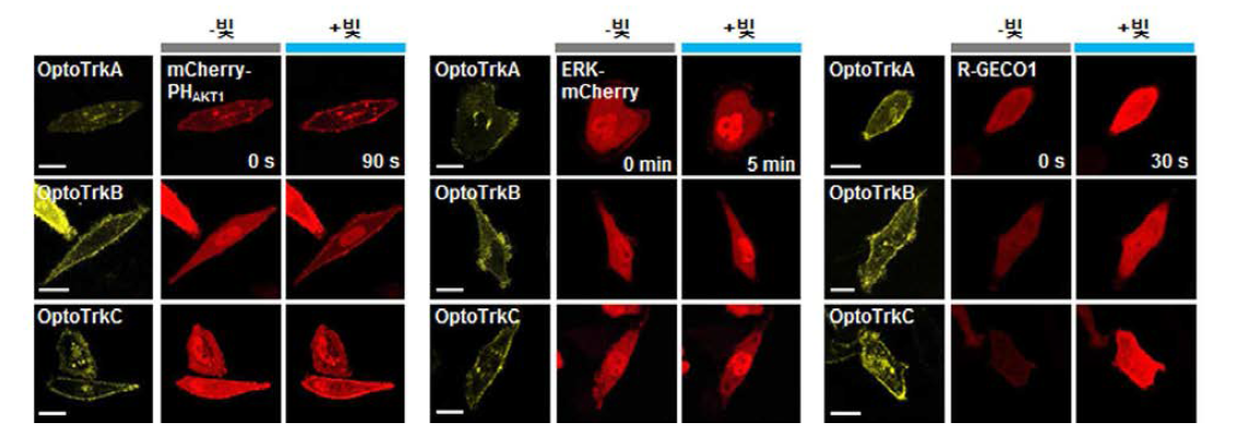 빛 자극에 의한 optoTrk A, B, C 수용체의 하부신호(PI3K, ERK, Ca2+) 활성화