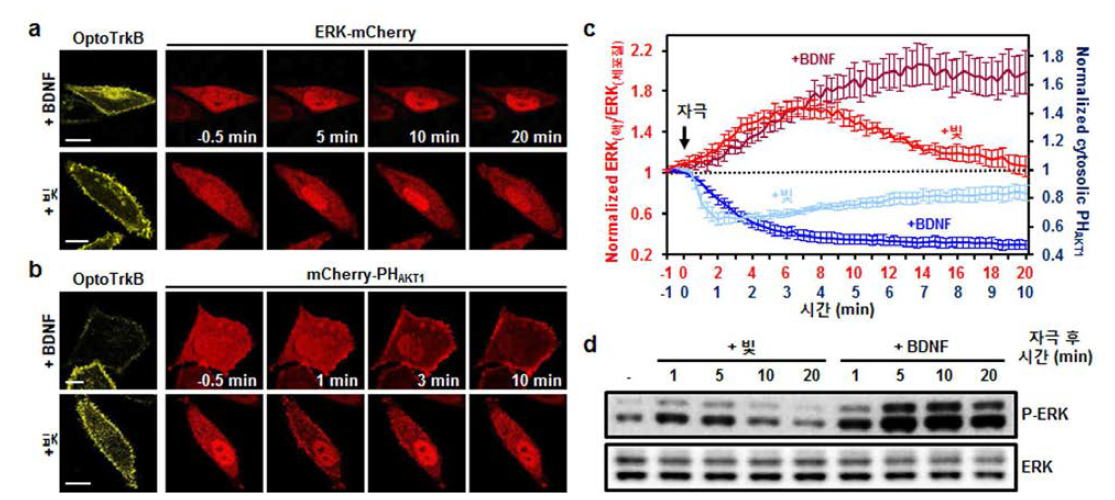 BDNF와 빛 자극에 따른 ERK, PI3K 신호전달과정의 서로 다른 kinetics