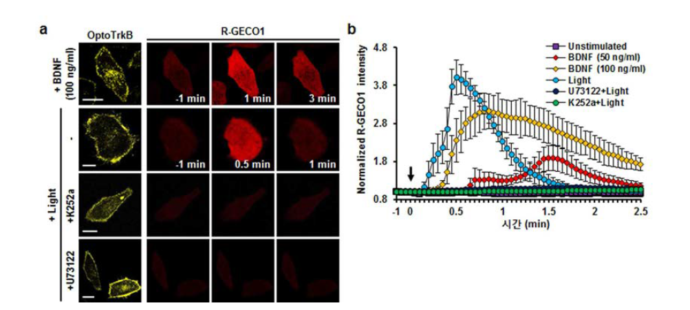 BDNF와 빛 자극에 따른 2+Ca 신호의 서로 다른 kinetics 및 Trk 신호전달 특이성