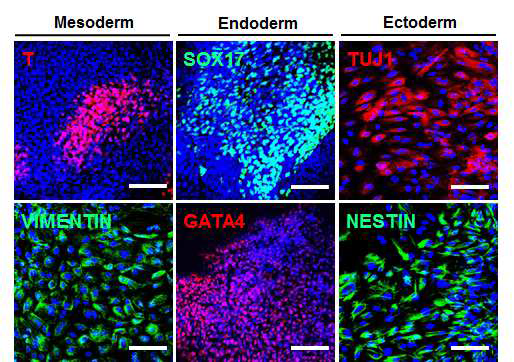 CS-1 줄기세포의 in vitro 분화능 확인