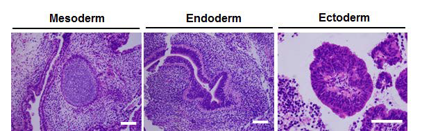 CS-2 줄기세포의 in vivo 분화능 확인