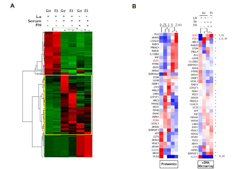 A. micro-groove substrate에서 혈관펼활근세포의 유전체 분석 B. in vitro culture microtopographic culture 모델에서의 genomics data와 in vivo 모델에서의 carotid proteomics data간의 comparative analysis