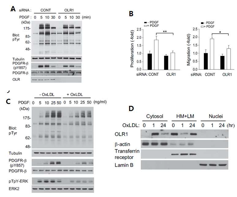 A. OLR1 발현 저해된 SMC에서 감소된 PDGF-induced total tyrosine 인산화 관찰, B. OLR1 발현 저해된 SMC에서 감소된 SMC의 증식과 이동 관찰. C. OLR1의 주요 리간드 인 oxLDL을 co-treated 한 후 total tyrosin, PDGFR 및 ERk 인산화 관찰, D. oxLDL 자극 후 1시간, 24시간 경과후 세포 분획에서의 OLR1 발현 확인.