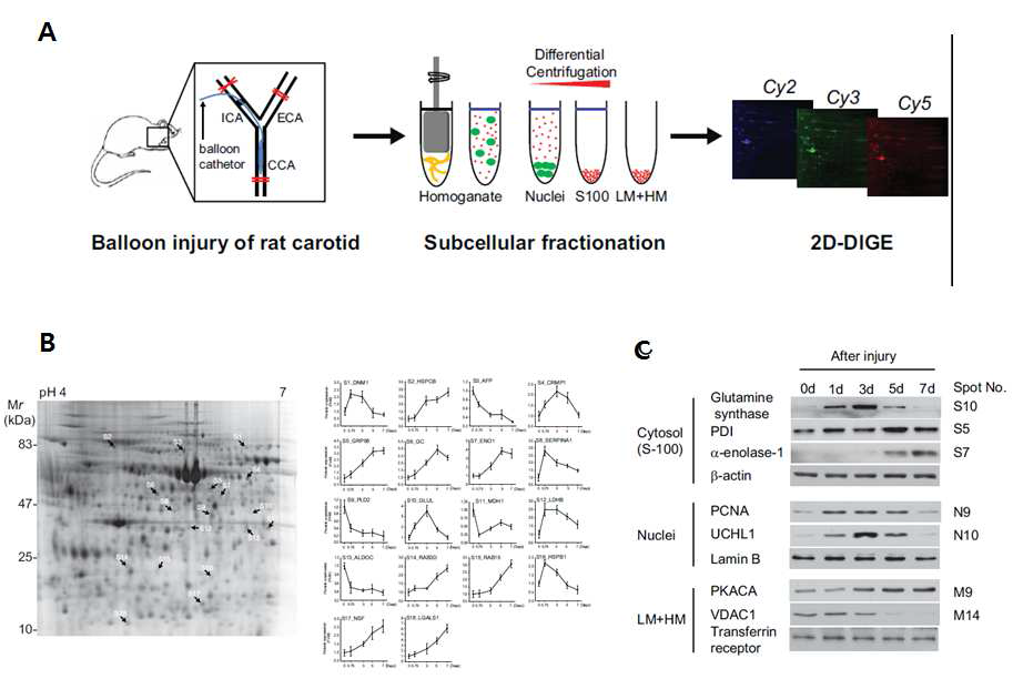 A. 프로테옴 분석을 위한 실험 순서도, B. 조직 분획중 대표적으로 S-100의 발현 변 화를 보여준 spots 그림 및 정량 그래프, C. WB를 이용한 타겟 단백질의 발현 변화 규명