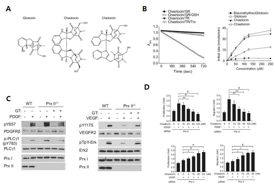 A. Prx 모방체로 발견한 ETP 구조계열의 대표적인 곰팡이 대사체 구조, B. ETP 계 열 대사체 중 chaetocin의 peroxidase 활성 분석 그래프, C and D. ETP 계열 대사체중 Gliotoxin을 이용하여 PrxII 결핍 쥐에서 분리된 SMC와 EC의 PDGF or VEGF-induced 신 호 전달 및 세포 증식/ 이동능력에 미치는 영향 분석.