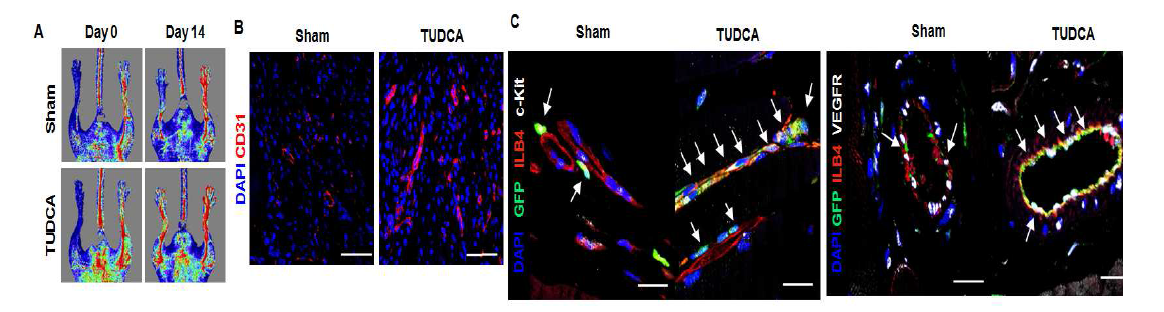 하지허혈 모델에서 TUDCA에 의한 EPC 동원능 및 혈관 재생능 검증