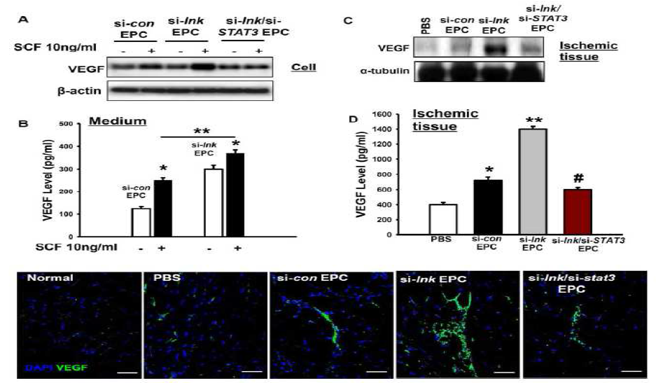 Lnk-STAT3 신호전달계 조절에 따른 VEGF의 발현 변화 검증