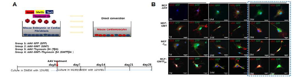 AAV-GMT+Tβ4 도입에 의한 심근 마커 발현 검증