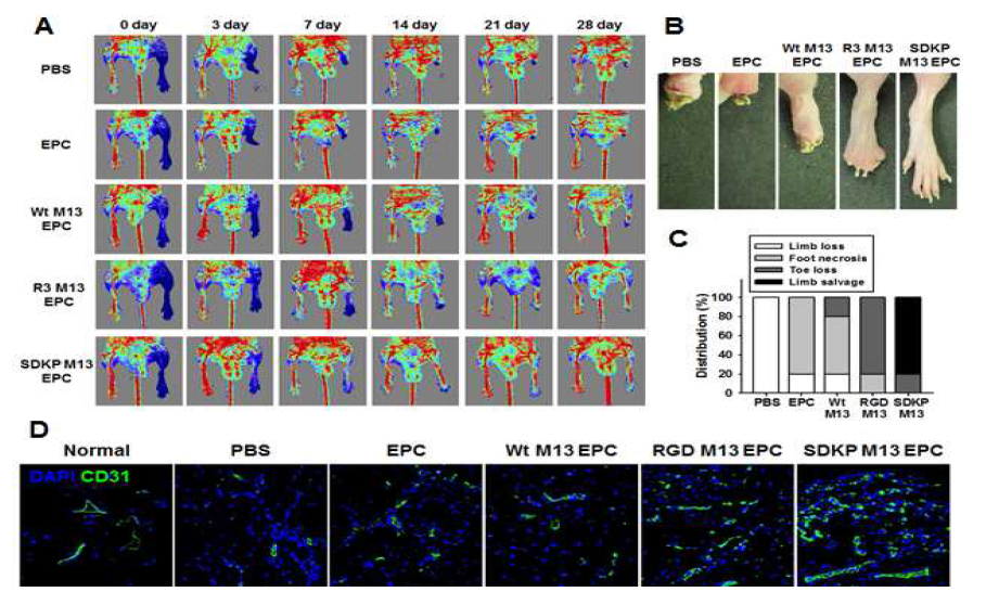 하지허혈 모델에서 재조합 M13 phage 도입 EPC에 의한 혈관 재생 효과 검증