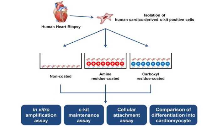 아민코팅 배양기를 이용한 심장줄기세포 체외 증폭 배양기술 구축