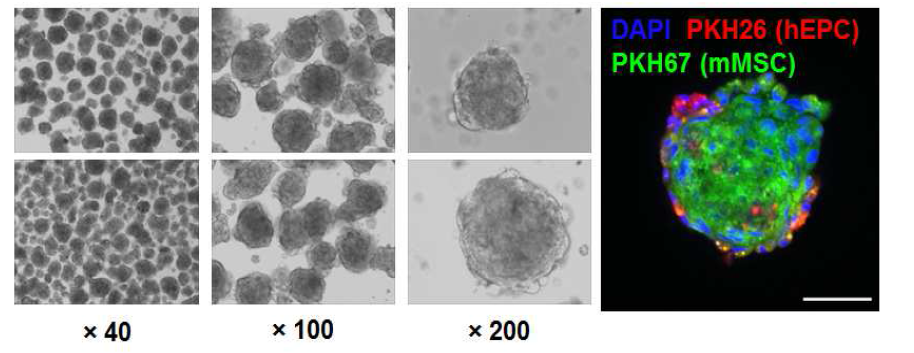 혼성 중간엽 줄기세포 융합체 3차원 sphere 및 각각의 줄기세포 형광염색