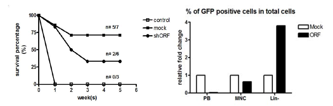 골수치환모델(BMT)에서 ORF의 골수 재구성능 비교