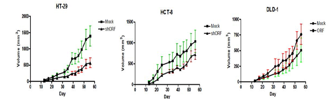 각기 다른 대장암 세포주에서 ORF 발현 조절에 의한 종양부피의 변화 비교