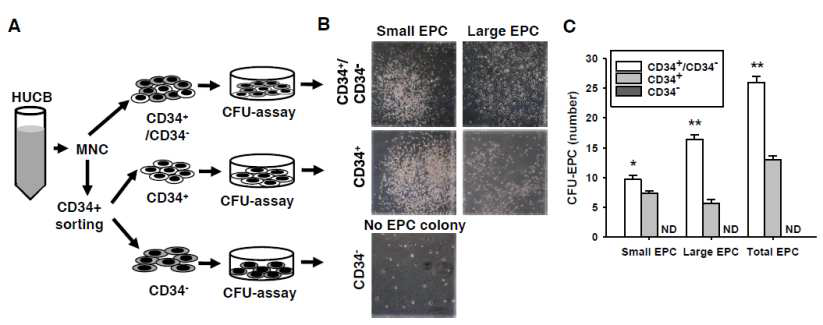 Niche supporting cell과 CD34 양성세포 공배양을 통한 혈관내피 전구세포의 분화능 검증