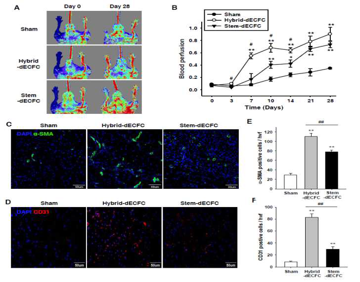 Niche supporting cell과 CD34 양성세포 공배양을 통한 혈관내피 전구세포의 기능 검증