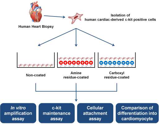 아민코팅 배양기를 이용한 심장줄기세포 체외 증폭 배양기술 구축