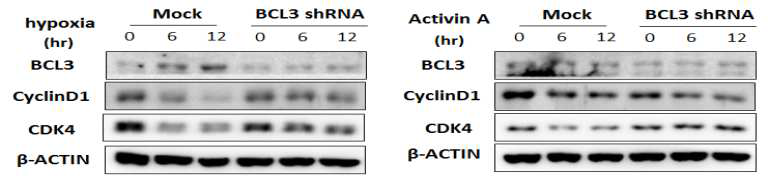 Bcl3 발현 변화에 따른 혈관내피 전구세포의 자가 증식 조절 단백질 발현 변화