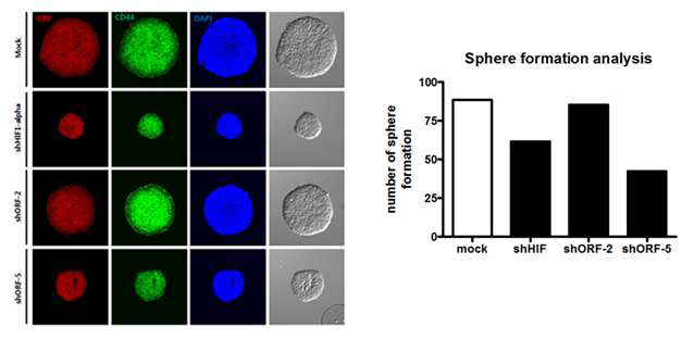 ORF 발현 조절에 따른 암줄기세포의 sphere 형성 능력 변화