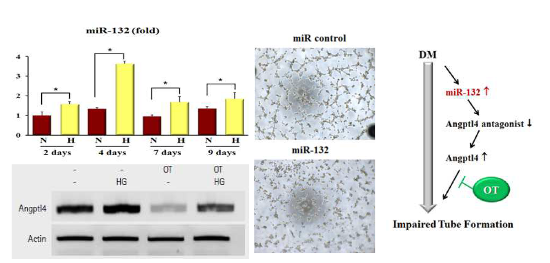 고혈당 처리에 의하여 MSC에서 miR-132가 증가하였고, 이 후 과정으로 angptl4가 증가하여 결과적으로 혈관신생 활성을 저하하였음.