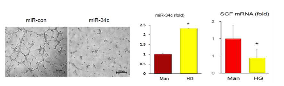 HG처리에 의하여 miR-34c가 유도되었고 그 타겟으로써 SCF가 감소하였음