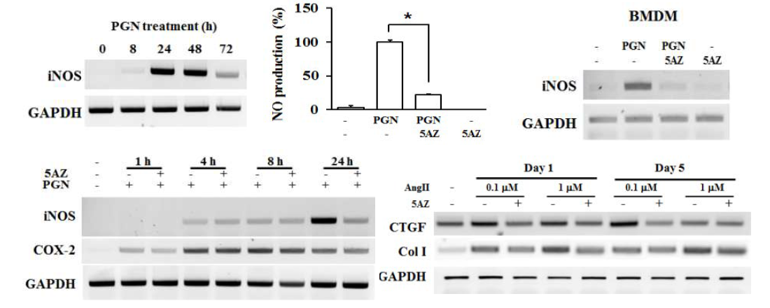 5AZ가 대식세포주의 항염증성 마커인 iNOS를 강력하게 차단하였으며, 심근섬유세포의 섬유화 매개체를 억제하였음.