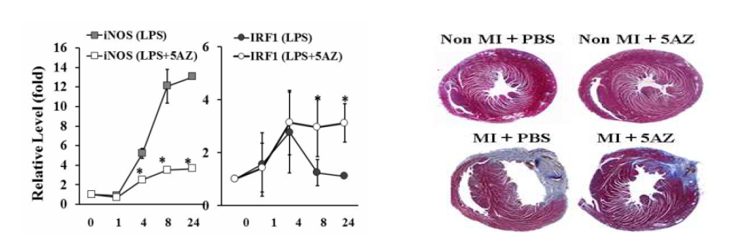 5AZ에 의한 심기능효과 과정에서 전사인자인 IRF1의 단백의 반감기가 크게 증가하였음