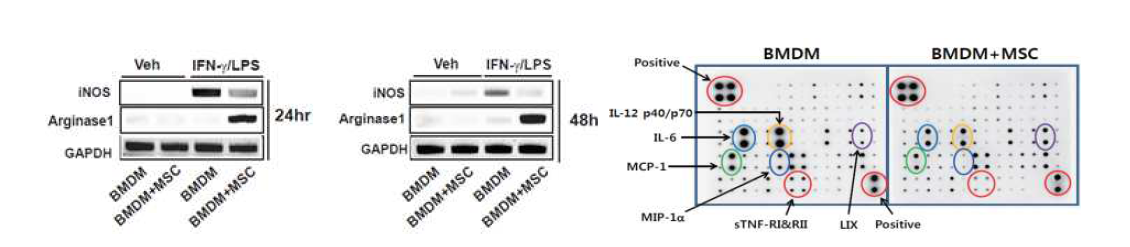 MSC와 공배양된 대식세포는 염증반응이 억제되었으며, MSC 배양액 분석 결과 염증성 매개체의 유리가 억제되어있었음