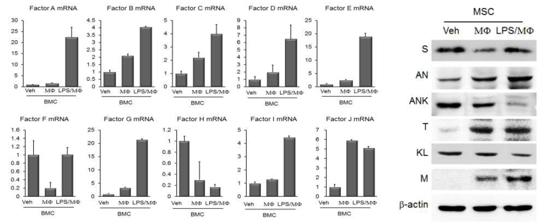 대식세포 표현형제어 매개체의 mRNA와 단백질 수준 확인함