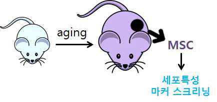 본 연구에서 사용한 노화 MSC의 획득 과정