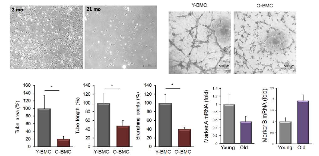 노화 MSC의 증식 불량, 혈관생성능 저하와 선별 마커의 상관성을 확인하였음.