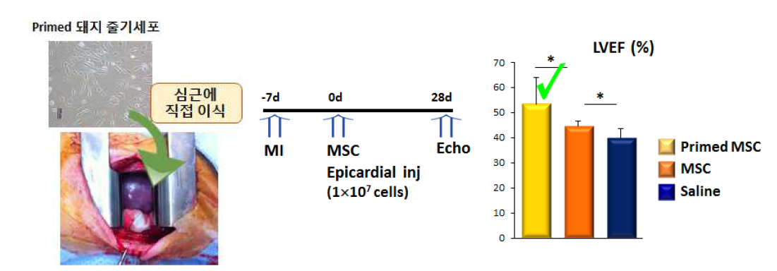 심근경색 돼지 모델에서 기능강화 MSC의 심근이식치료 효과 확인