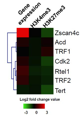 마이크로 어레이 분석을 통해 Zscan4가 역분화가 유도되면 증가하는 것을 발견함..