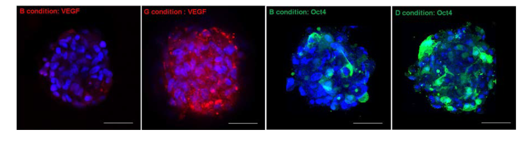 각 D 와 G 조건에서 Oct-4와 VEGF의 발현정도를 나타내는 면역형광염색결과