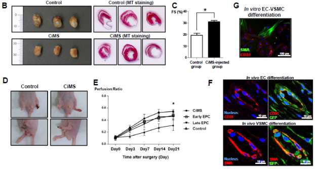마우스 심근경색 모델과 마우스 하지허혈모델을 통한 CiMS의 신생혈관생성능력의 증명
