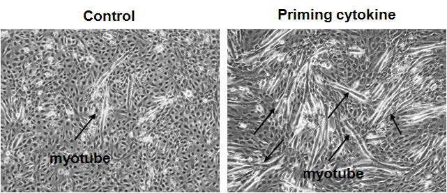 Ang1에 의한 근줄기세포의 분화 촉진과 근관세포 (myotube)의 증가
