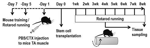 skeletal muscle regeneration 검증 실험 모식도